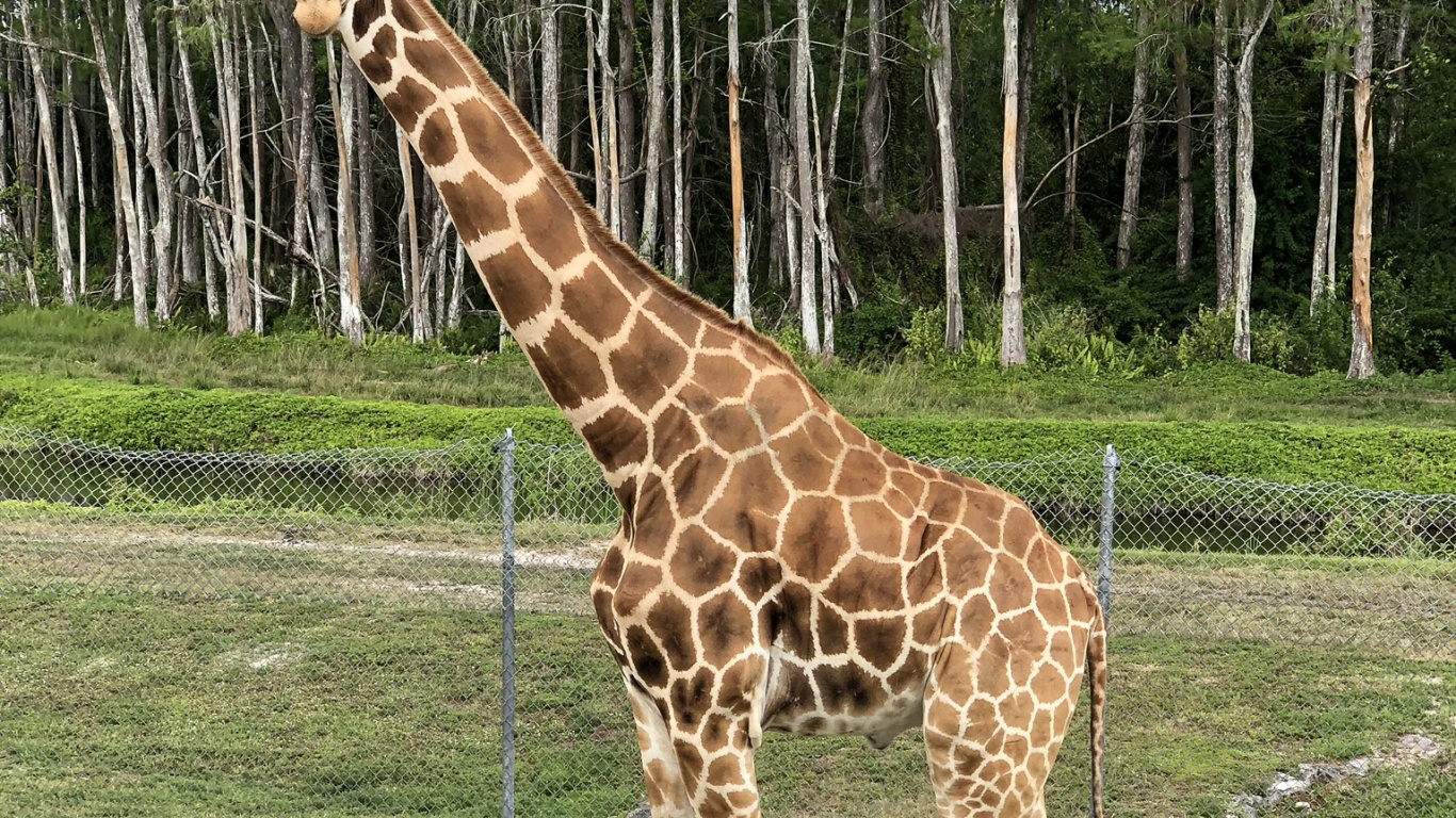 Giraffe, Los Animales Terrestres, Biología, Ciencia, Giraffidae. Wallpaper in 1366x768 Resolution