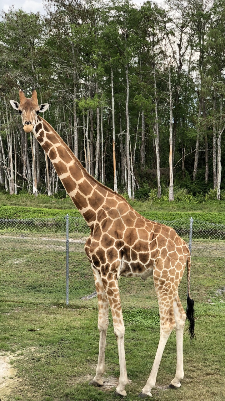 Giraffe, Los Animales Terrestres, Biología, Ciencia, Giraffidae. Wallpaper in 720x1280 Resolution