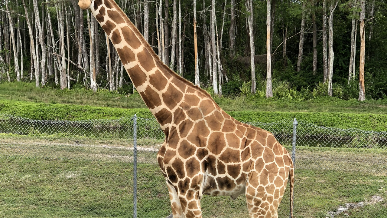 Giraffe, Terrestrische Tier, Biologie, Wissenschaft, Giraffidae. Wallpaper in 1280x720 Resolution