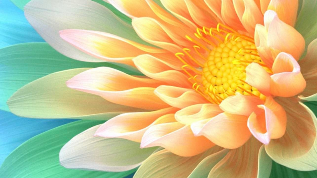 Petal, Flower, Plant, Leaf, Green. Wallpaper in 1280x720 Resolution