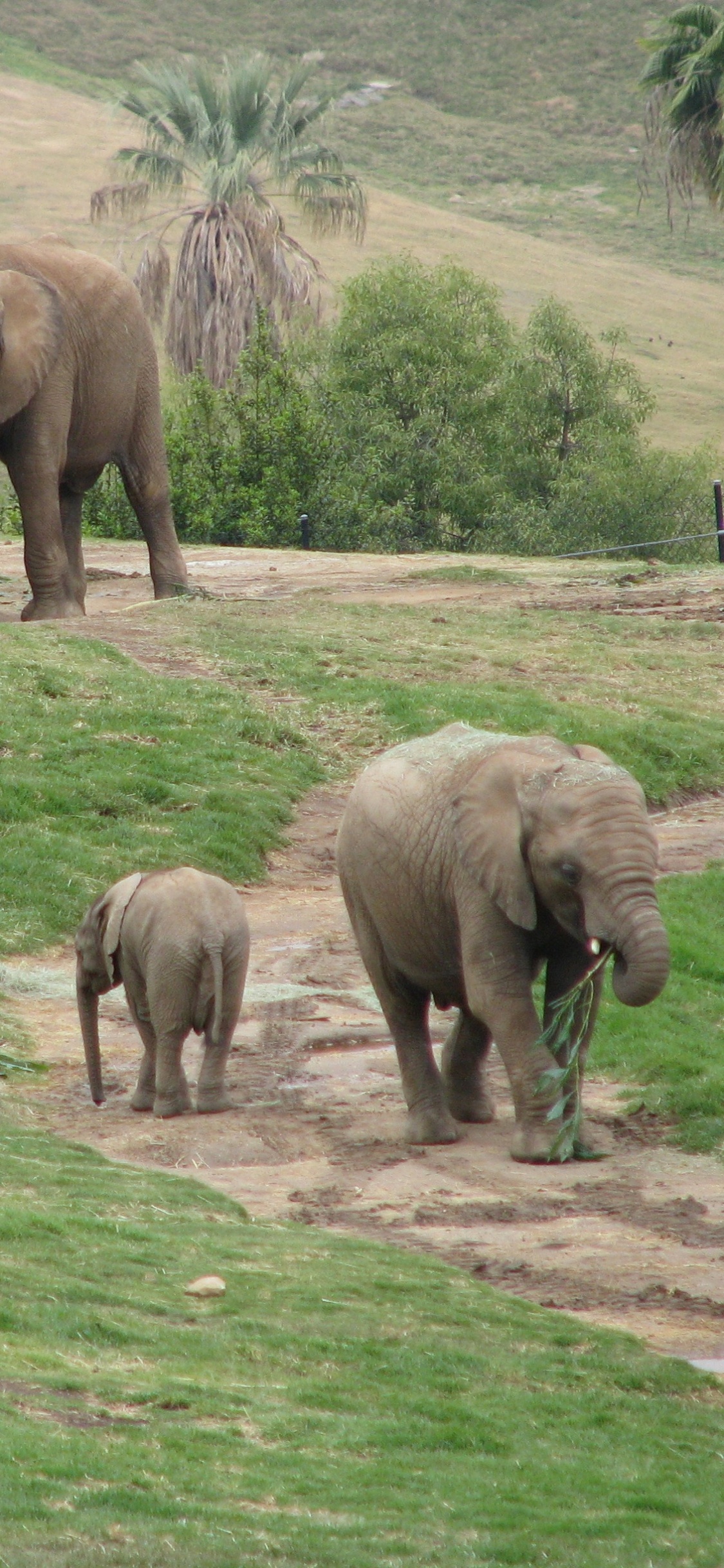 Elephant on Green Grass Field During Daytime. Wallpaper in 1125x2436 Resolution