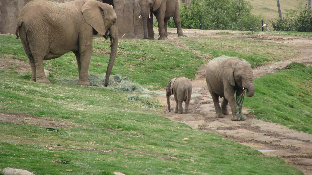 Elephant on Green Grass Field During Daytime. Wallpaper in 1280x720 Resolution