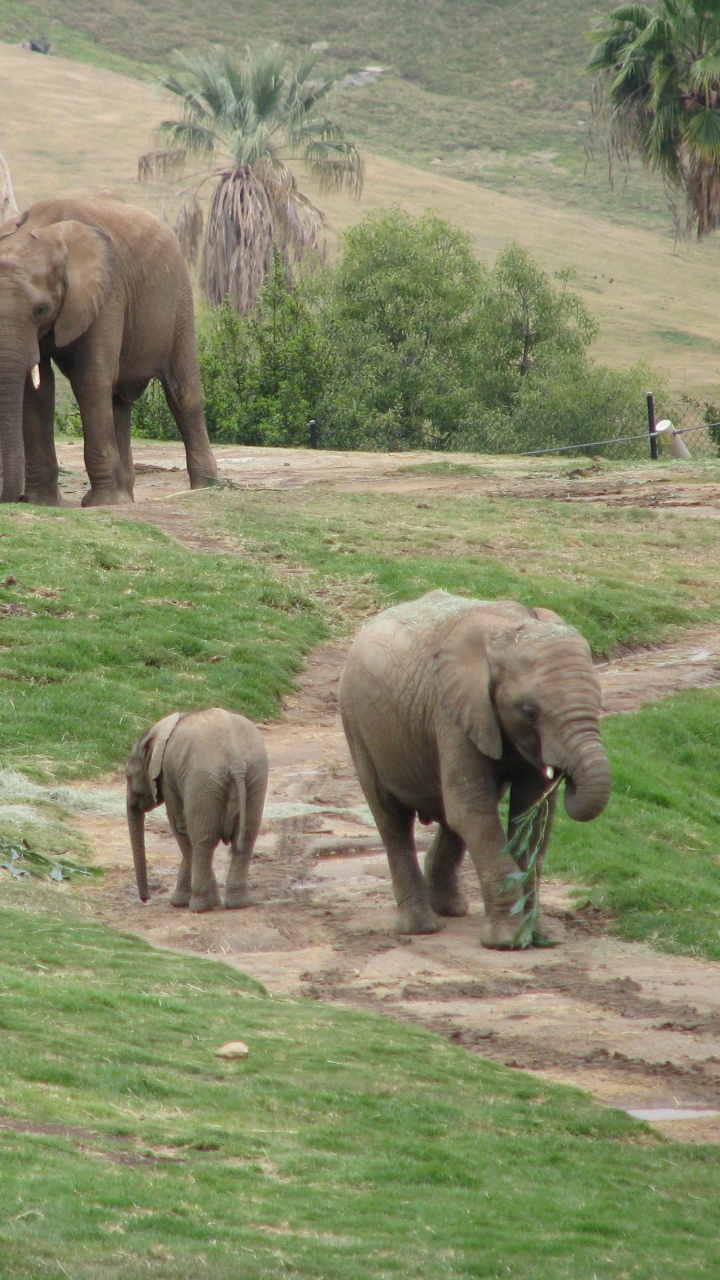 Elephant on Green Grass Field During Daytime. Wallpaper in 720x1280 Resolution