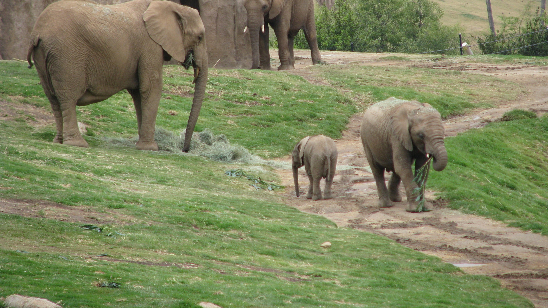 Elefante en Campo de Hierba Verde Durante el Día. Wallpaper in 1920x1080 Resolution