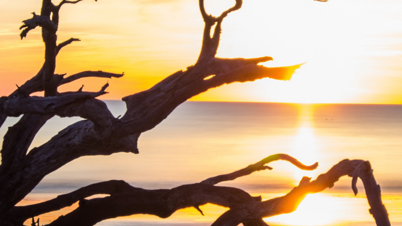 Beach Brunswick Ga, Saint Andrew Beach, Driftwood Beach, Massengale Park, Cumberland Island National Seashore. Wallpaper in 1366x768 Resolution