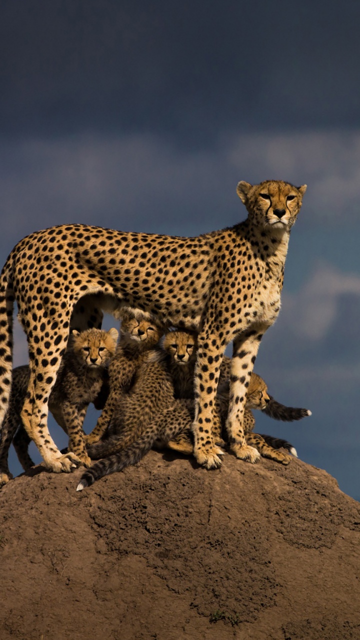 Guepardo Sobre Roca Marrón Bajo un Cielo Azul Durante el Día. Wallpaper in 720x1280 Resolution