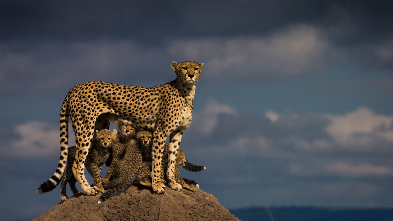 Guépard Sur Brown Rock Sous Ciel Bleu Pendant la Journée. Wallpaper in 1280x720 Resolution