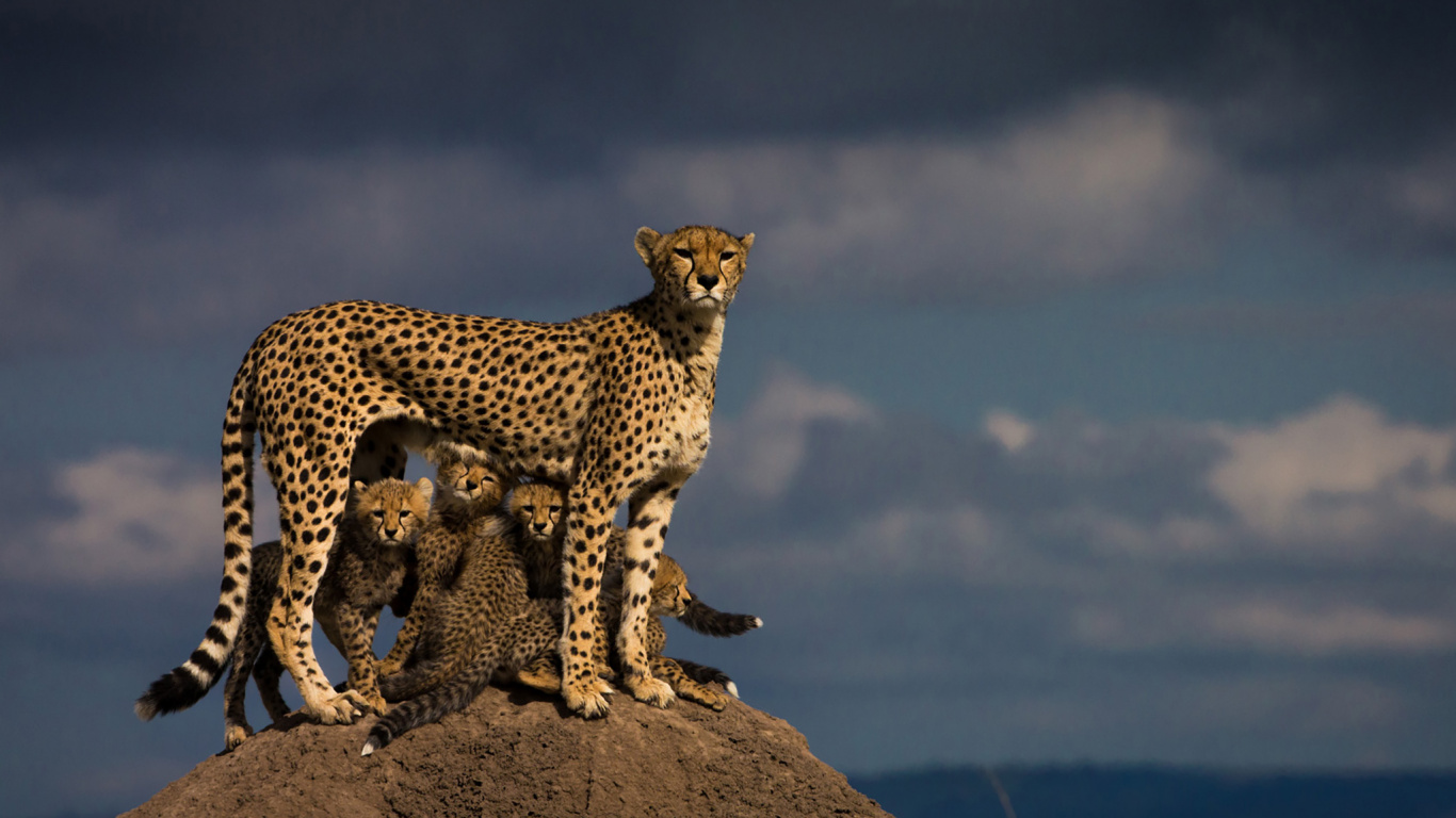 Cheetah on Brown Rock Under Blue Sky During Daytime. Wallpaper in 1366x768 Resolution