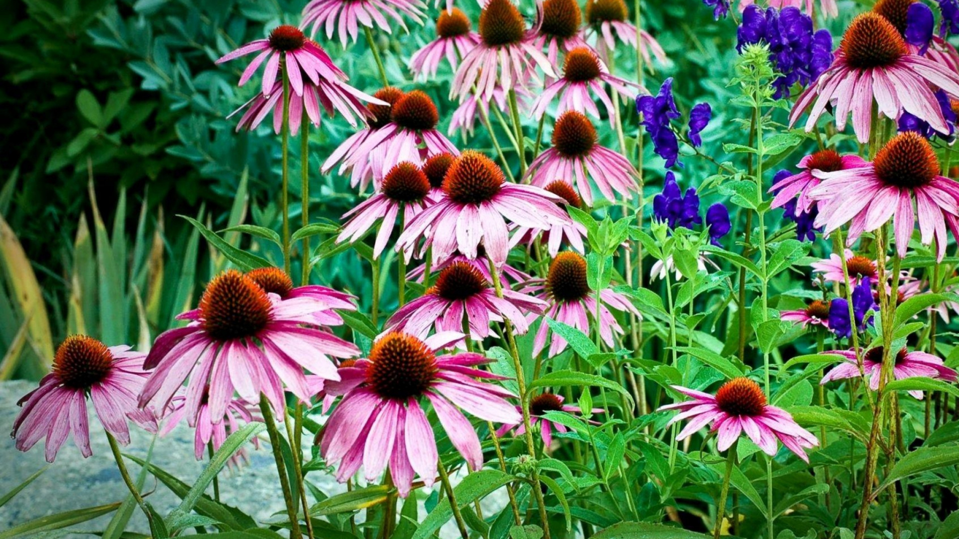 Pink and Yellow Flowers in Tilt Shift Lens. Wallpaper in 1920x1080 Resolution