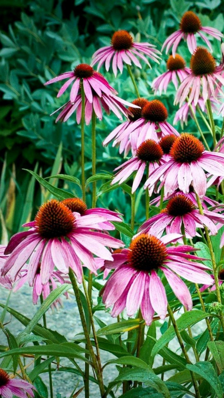 Pink and Yellow Flowers in Tilt Shift Lens. Wallpaper in 750x1334 Resolution