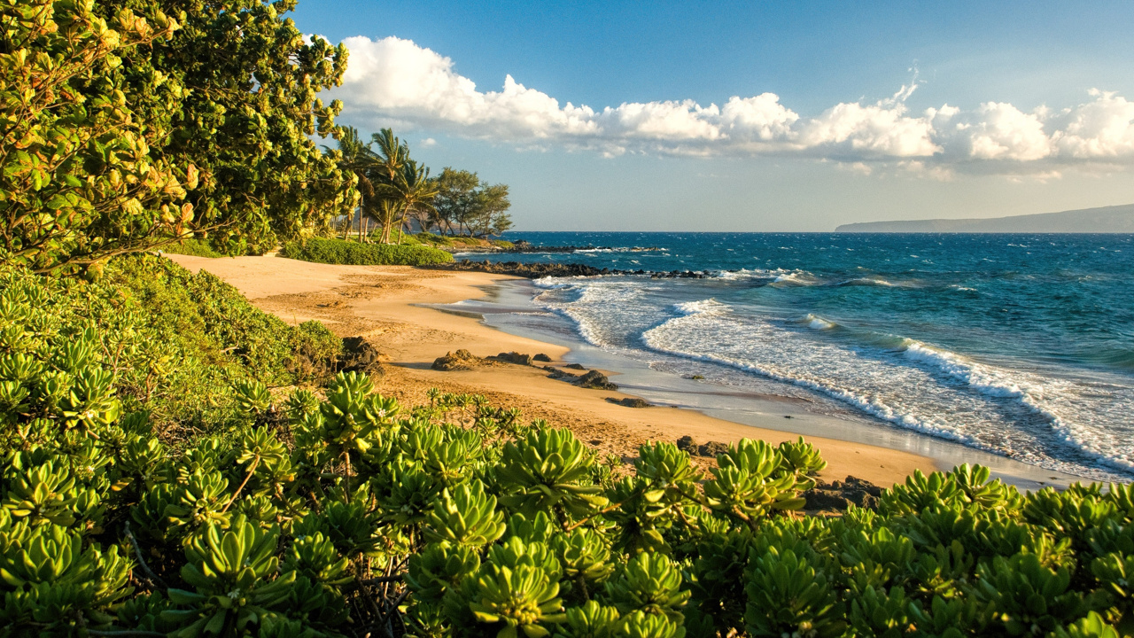Green Trees Near Sea Under Blue Sky During Daytime. Wallpaper in 1280x720 Resolution
