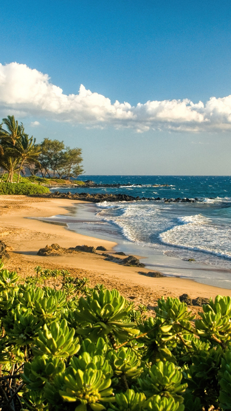 Green Trees Near Sea Under Blue Sky During Daytime. Wallpaper in 750x1334 Resolution