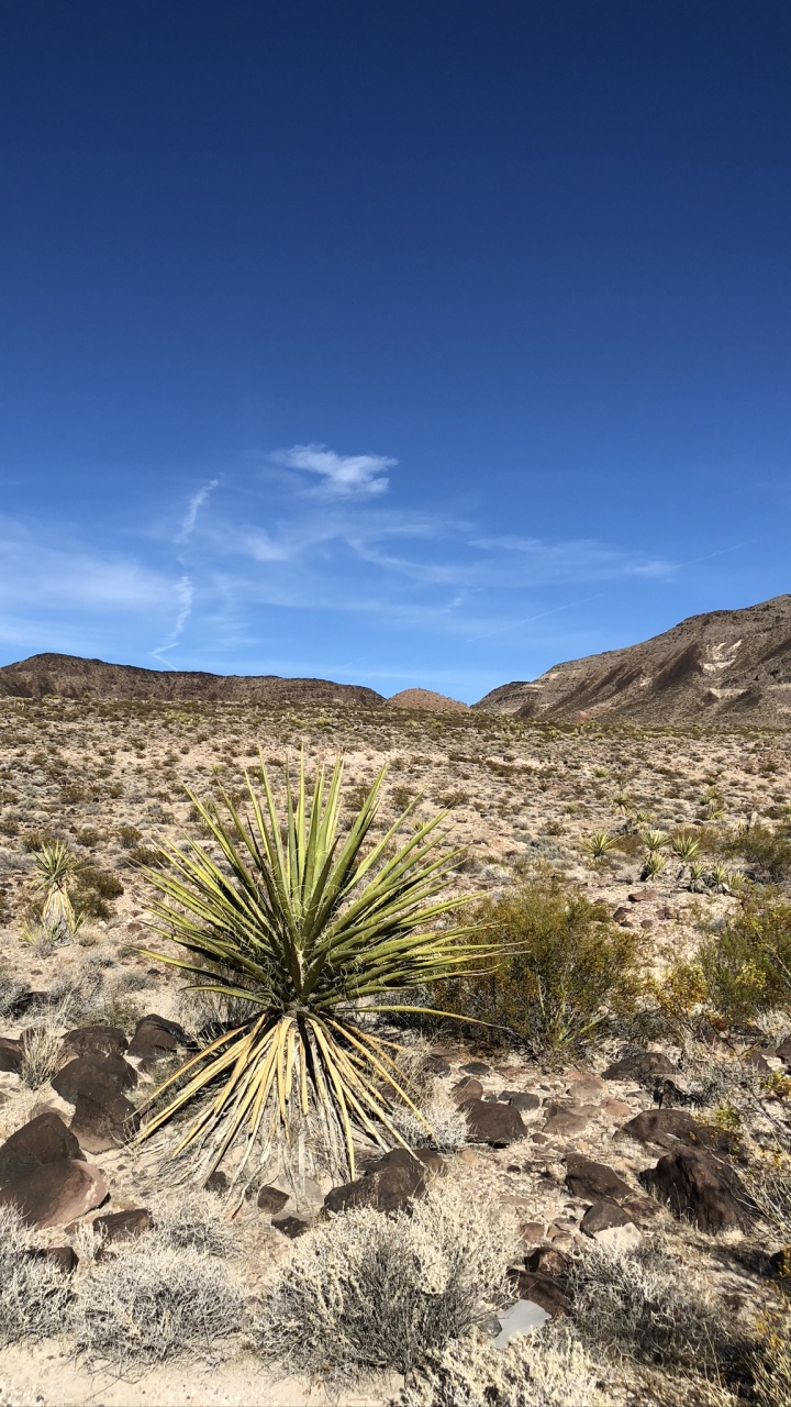 Vegetation, Shrubland, Plant Community, Landscape, Mountain. Wallpaper in 720x1280 Resolution