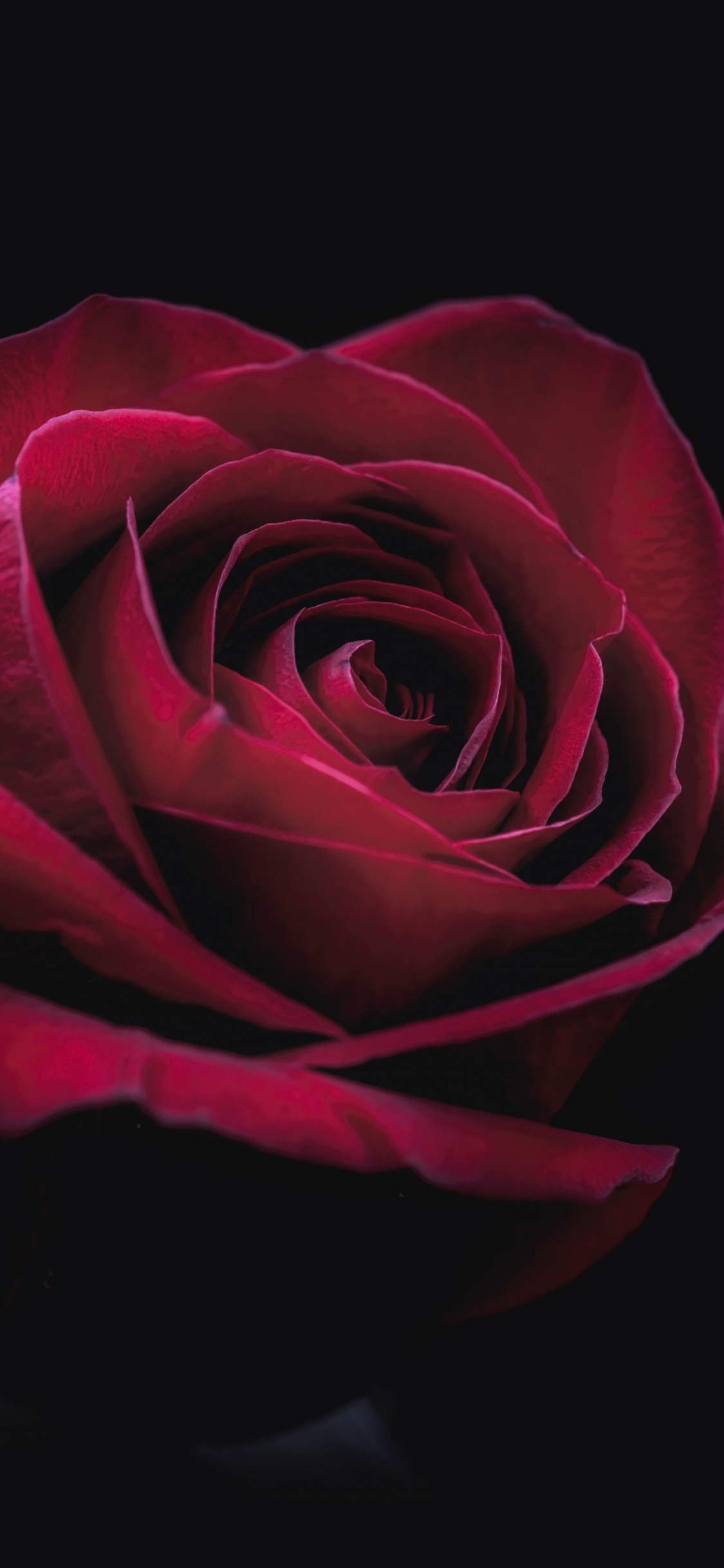 Blütenblatt, Hybrid Tea Rose, Rose, Magenta, Rosa Centifolia. Wallpaper in 1125x2436 Resolution