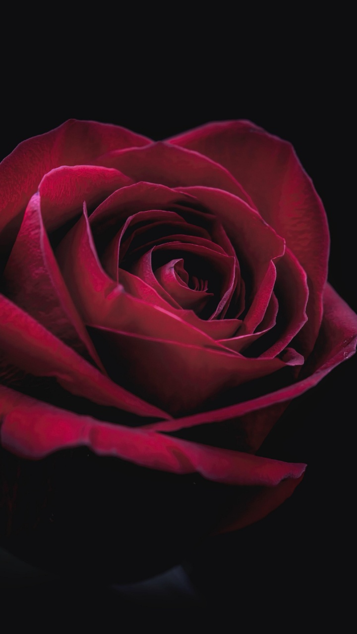 Flower, Plant, Petal, Hybrid Tea Rose, Rose. Wallpaper in 720x1280 Resolution