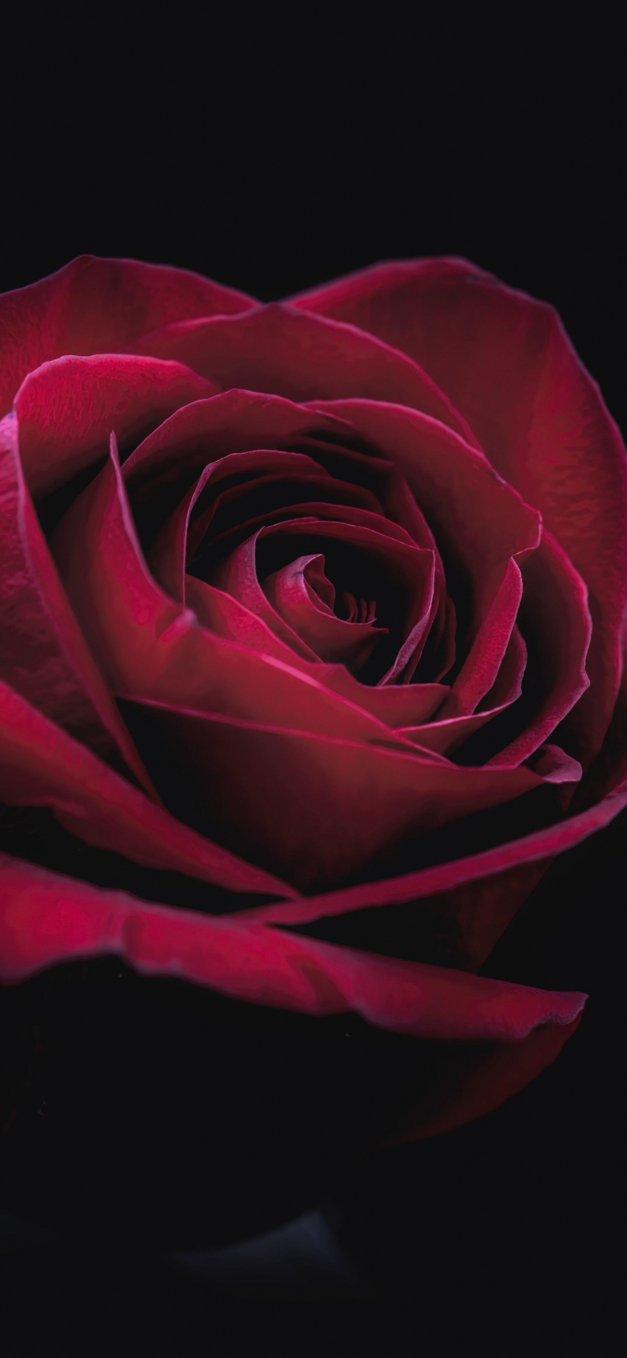 Pétale, Hybride de Thé à la Rose, Roses, Magenta, Rosa Centifolia. Wallpaper in 1242x2688 Resolution
