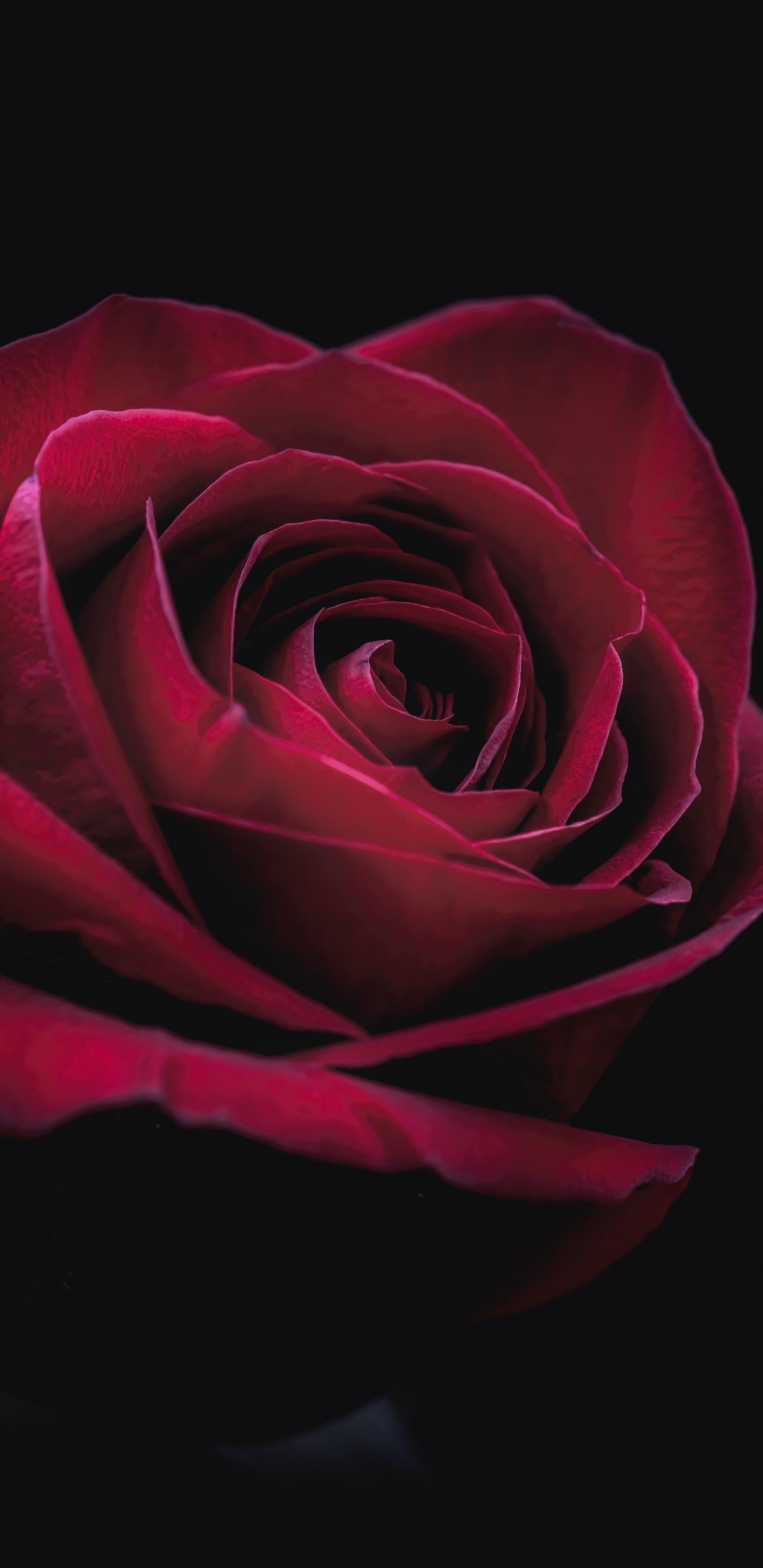 Pétale, Hybride de Thé à la Rose, Roses, Magenta, Rosa Centifolia. Wallpaper in 1440x2960 Resolution