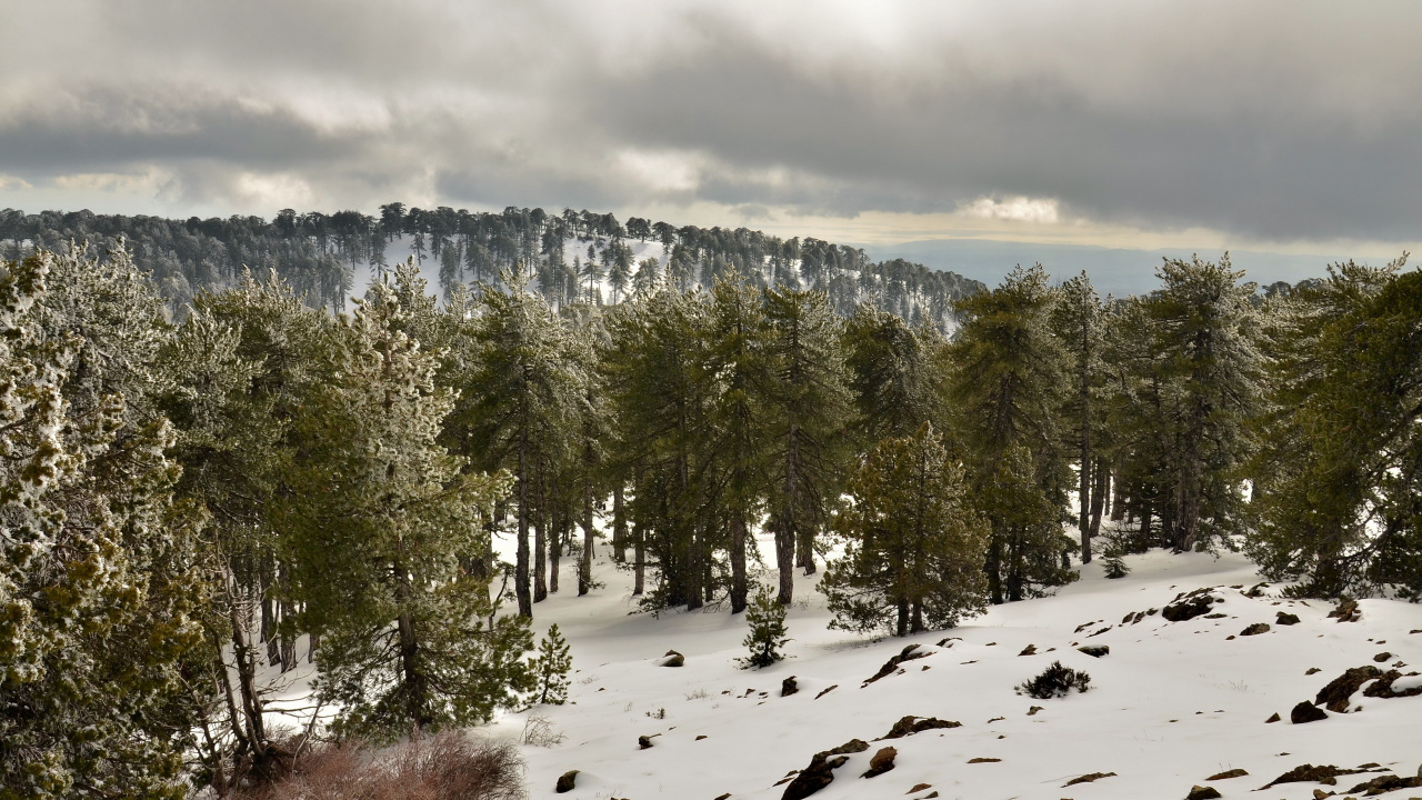 Pinos Verdes Sobre Suelo Cubierto de Nieve Durante el Día. Wallpaper in 1280x720 Resolution