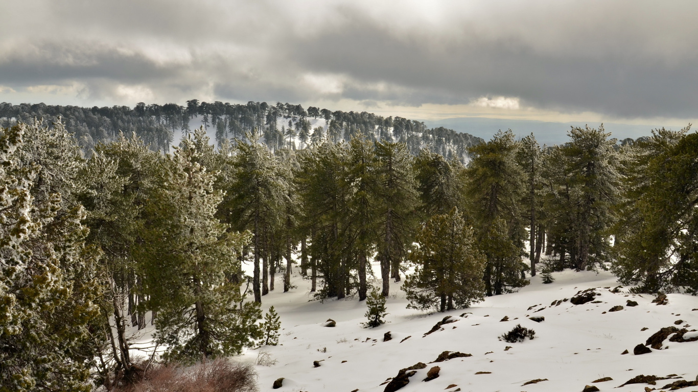 Pinos Verdes Sobre Suelo Cubierto de Nieve Durante el Día. Wallpaper in 1366x768 Resolution