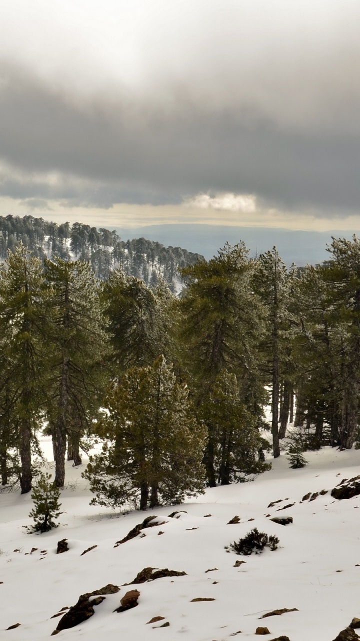 Pinos Verdes Sobre Suelo Cubierto de Nieve Durante el Día. Wallpaper in 720x1280 Resolution