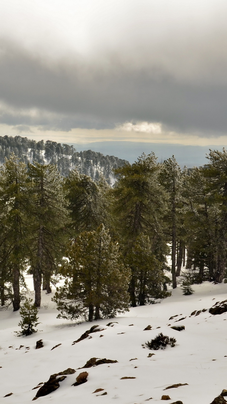 Pinos Verdes Sobre Suelo Cubierto de Nieve Durante el Día. Wallpaper in 750x1334 Resolution