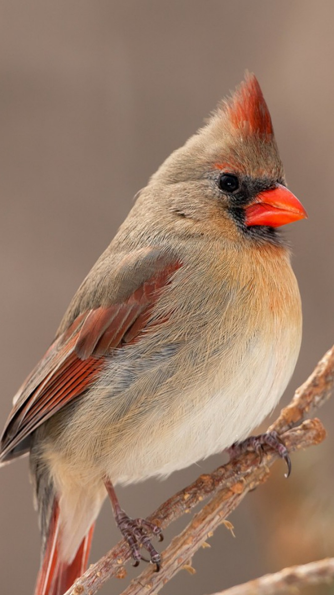 Brown and Gray Bird on Brown Tree Branch. Wallpaper in 1080x1920 Resolution