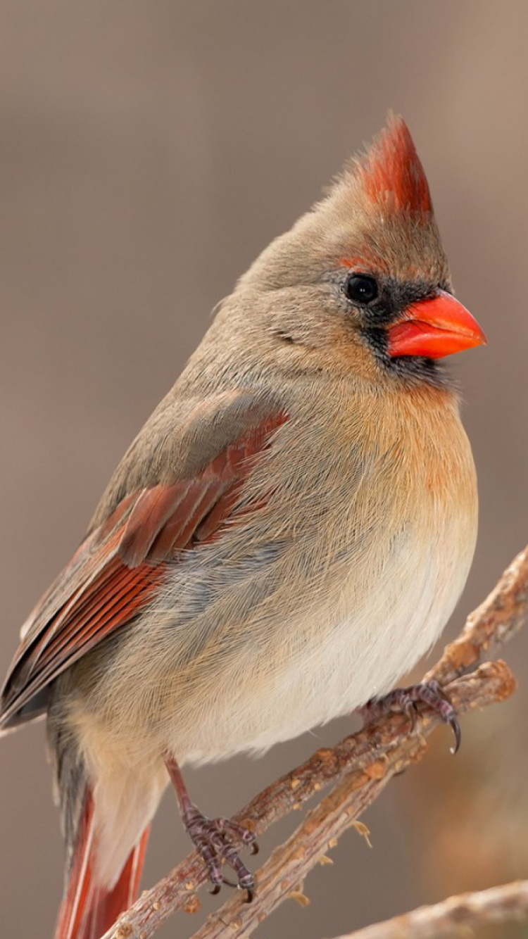 Pájaro Marrón y Gris en la Rama de un Árbol Marrón. Wallpaper in 750x1334 Resolution