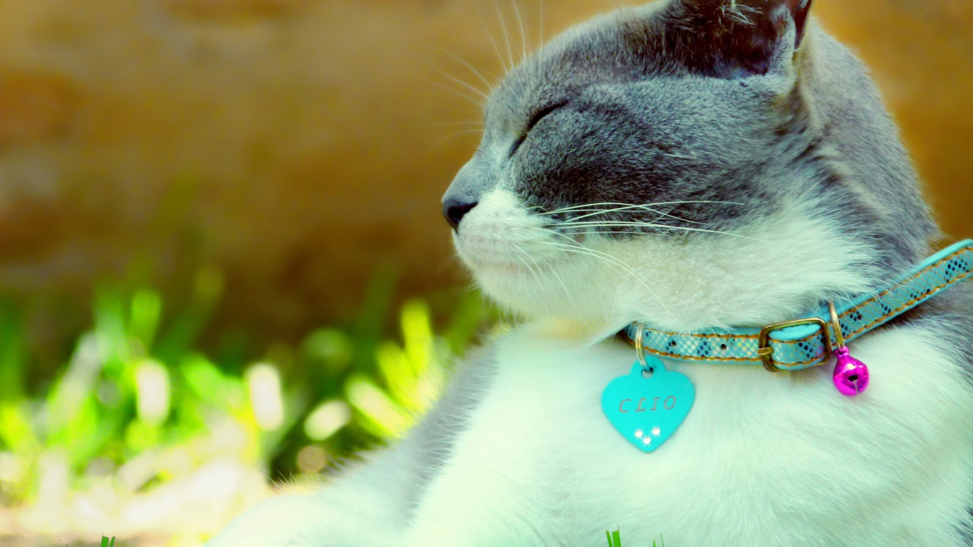 White and Black Cat With Blue Collar. Wallpaper in 1366x768 Resolution