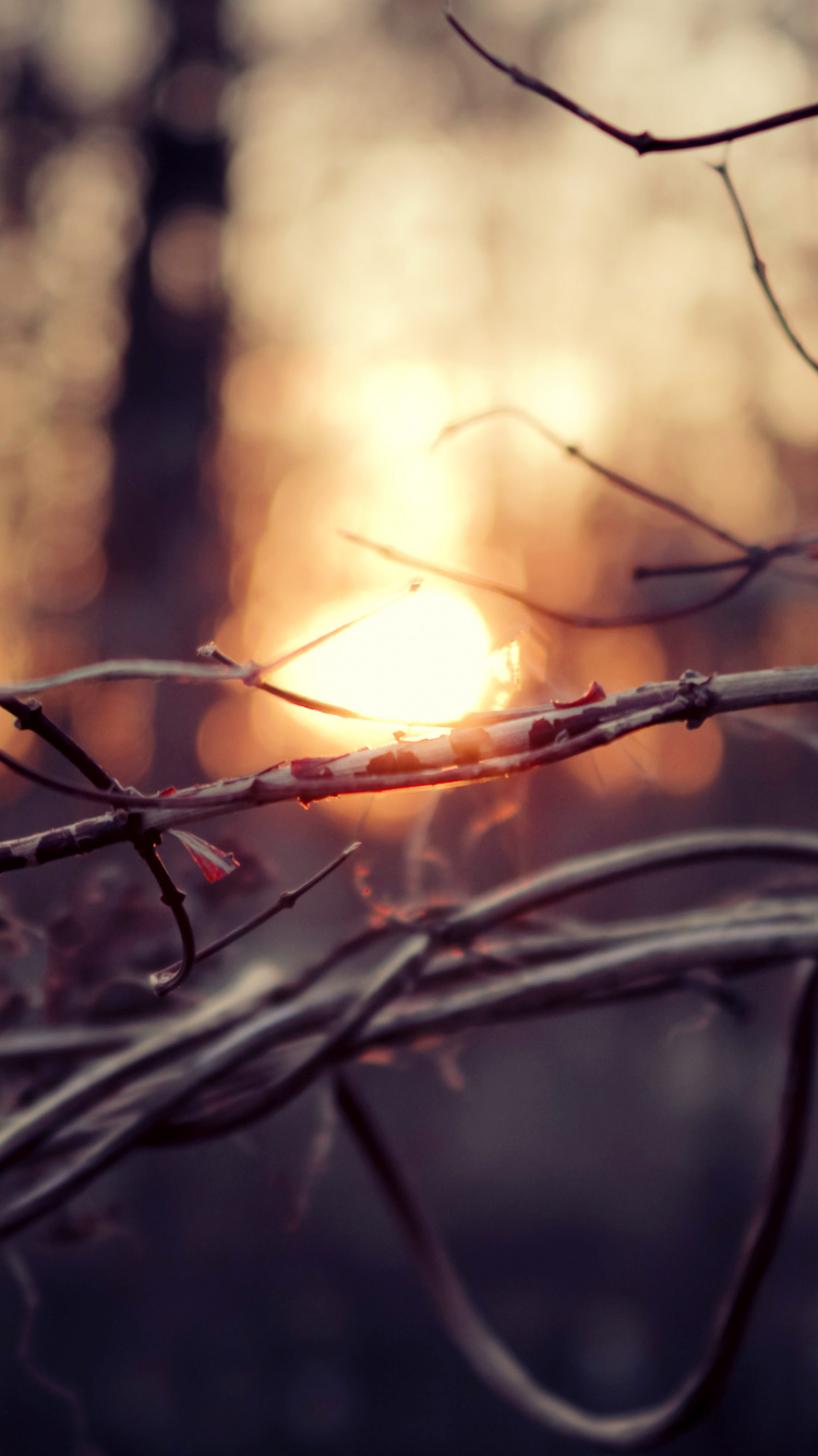 Brown Bird on Brown Tree Branch During Daytime. Wallpaper in 750x1334 Resolution