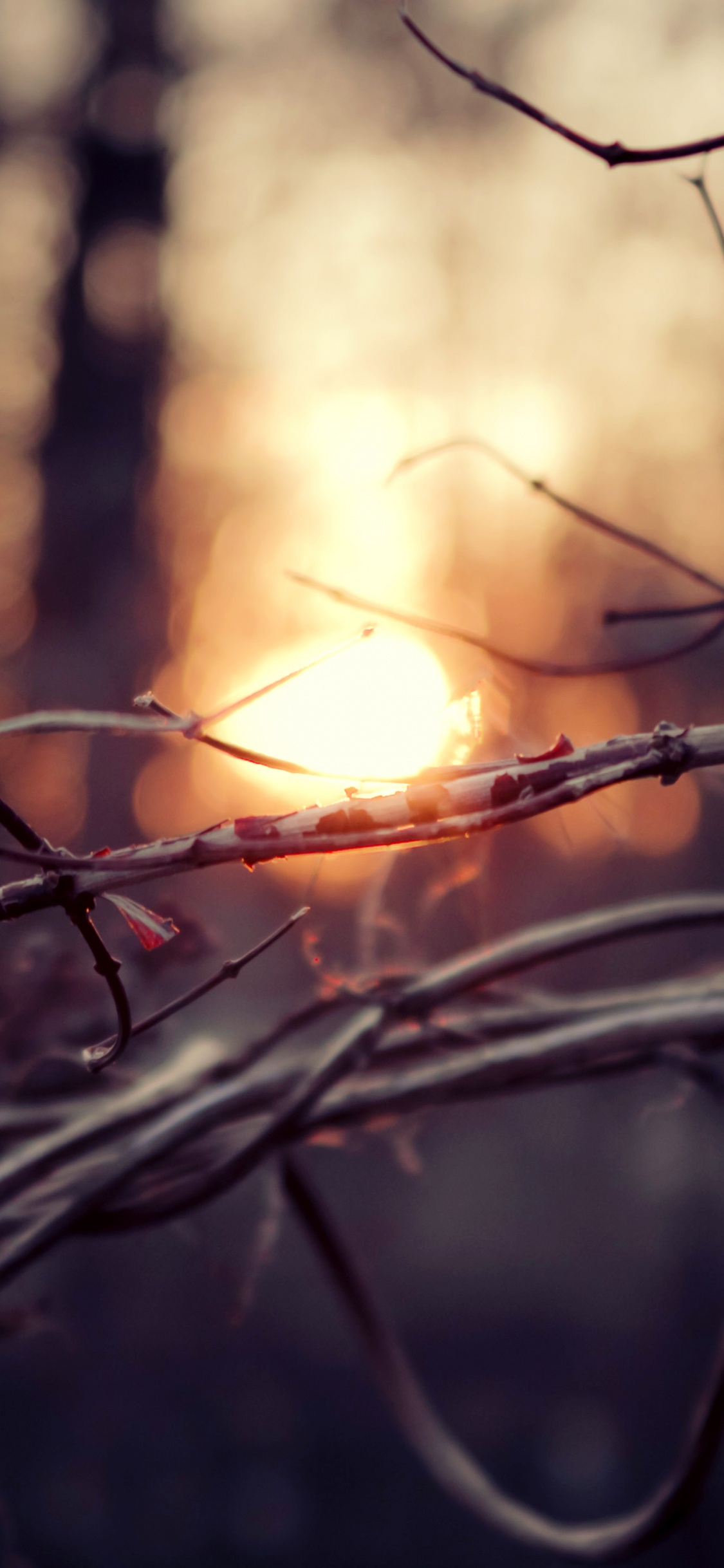 树枝, 关闭了, 早上, 阳光 壁纸 1125x2436 允许