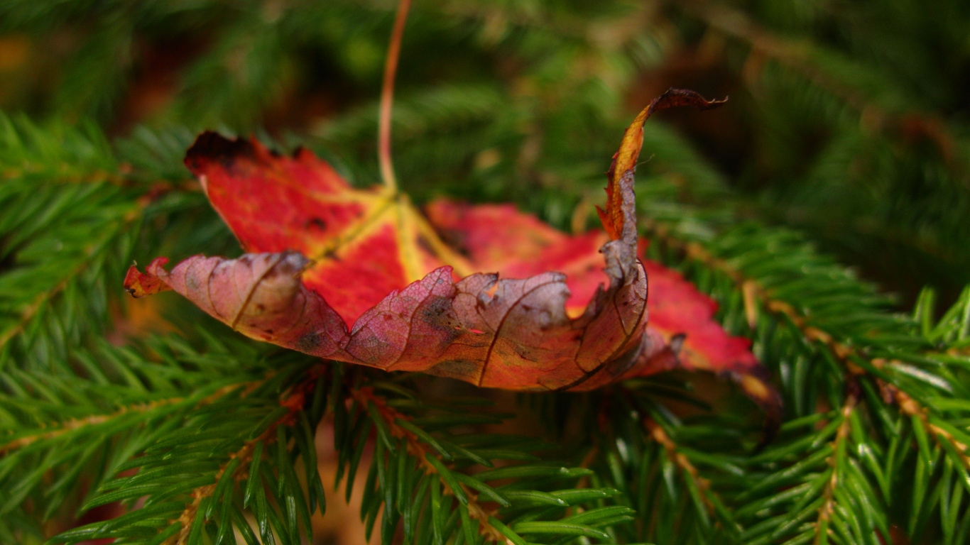 Brown Dried Leaf on Green Leaves. Wallpaper in 1366x768 Resolution