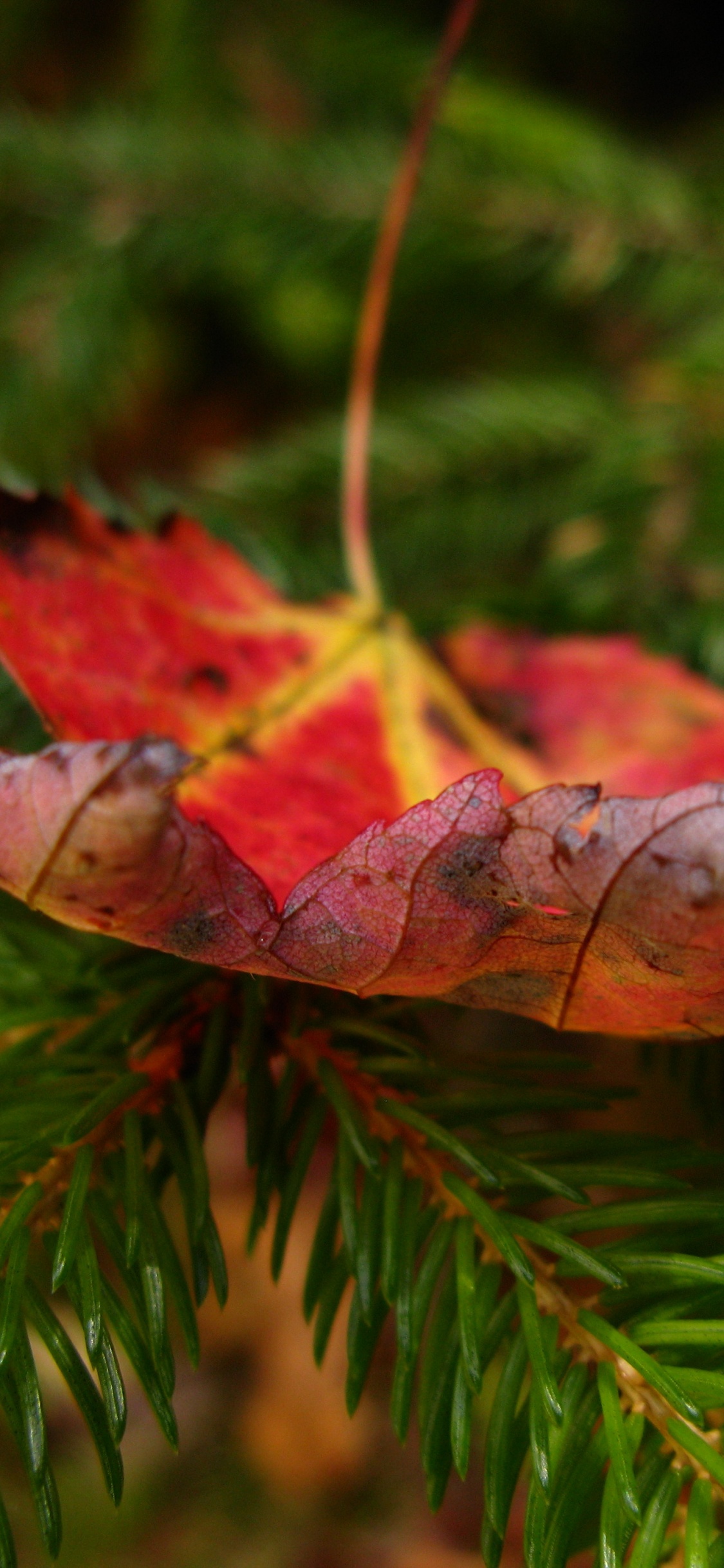 Feuille Séchée Brune Sur Feuilles Vertes. Wallpaper in 1125x2436 Resolution