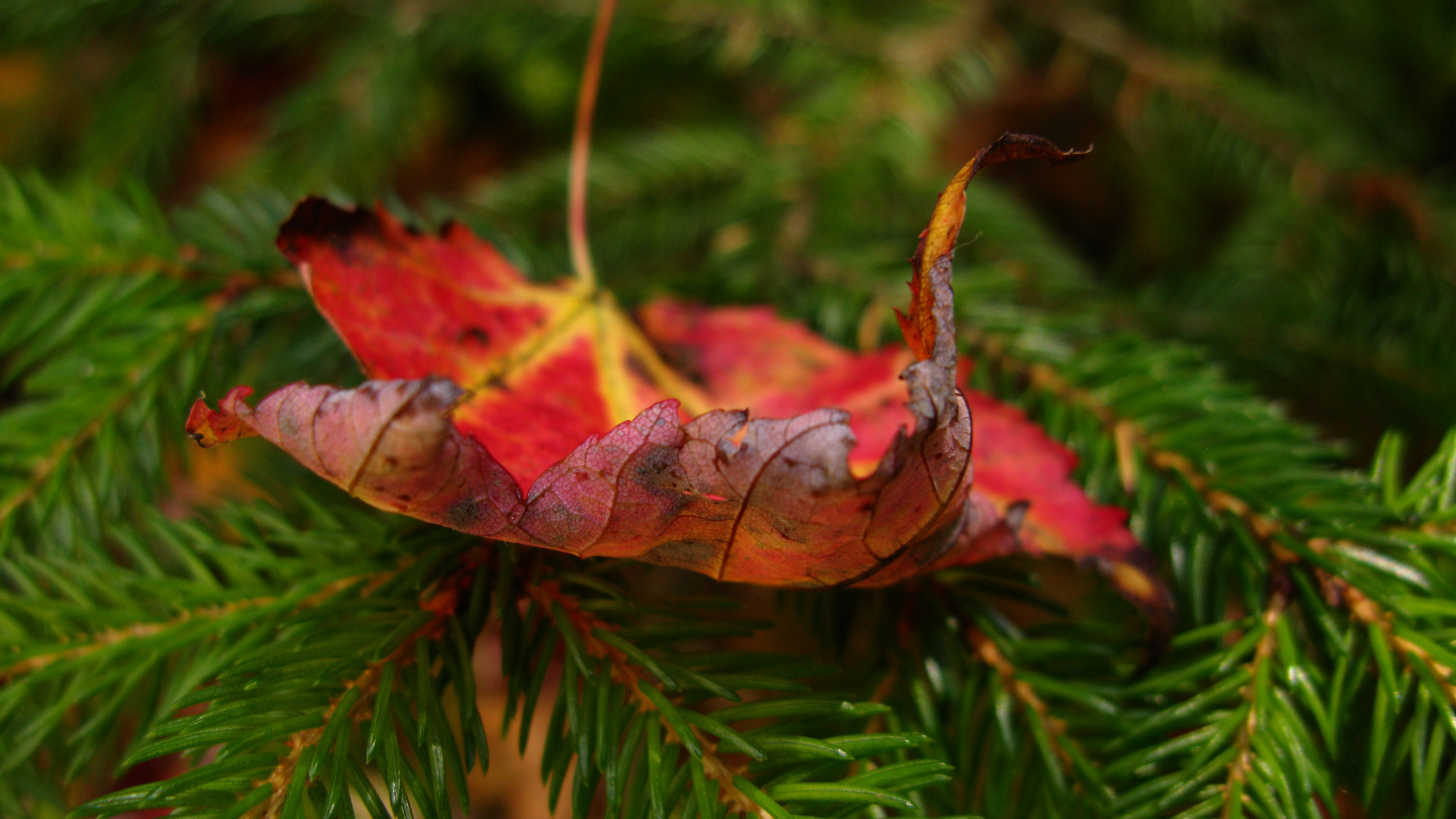 Feuille Séchée Brune Sur Feuilles Vertes. Wallpaper in 2560x1440 Resolution