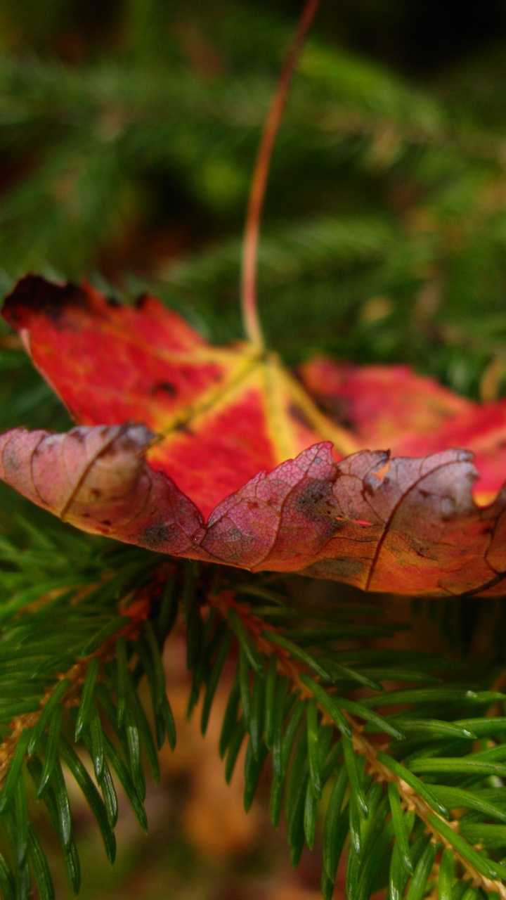 Feuille Séchée Brune Sur Feuilles Vertes. Wallpaper in 720x1280 Resolution