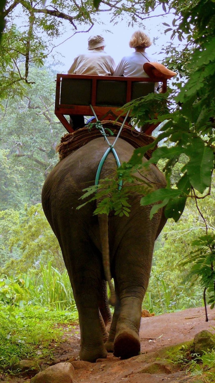 Mujer en Camisa Rosa y Falda Negra Montando Elefante Durante el Día. Wallpaper in 720x1280 Resolution