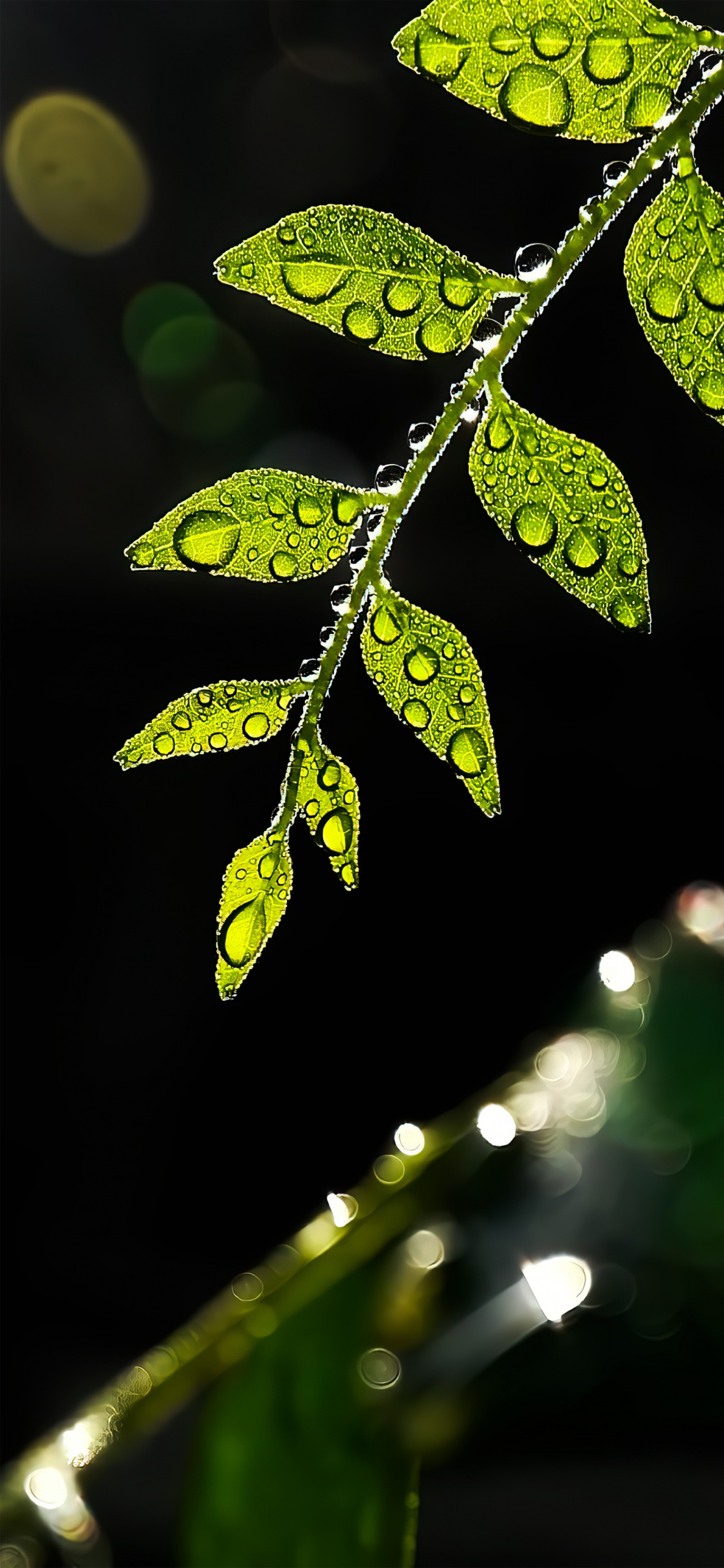 Feuille, Tige de la Plante, Rameau, Plante Terrestre, de Teintes et de Nuances. Wallpaper in 1125x2436 Resolution