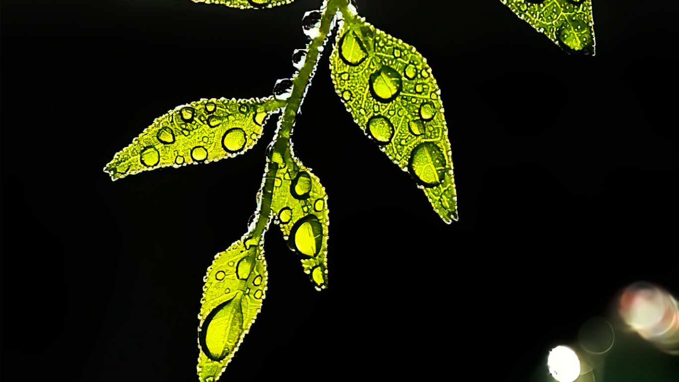Leaf, Plant Stem, Twig, Plant, Terrestrial Plant. Wallpaper in 1366x768 Resolution