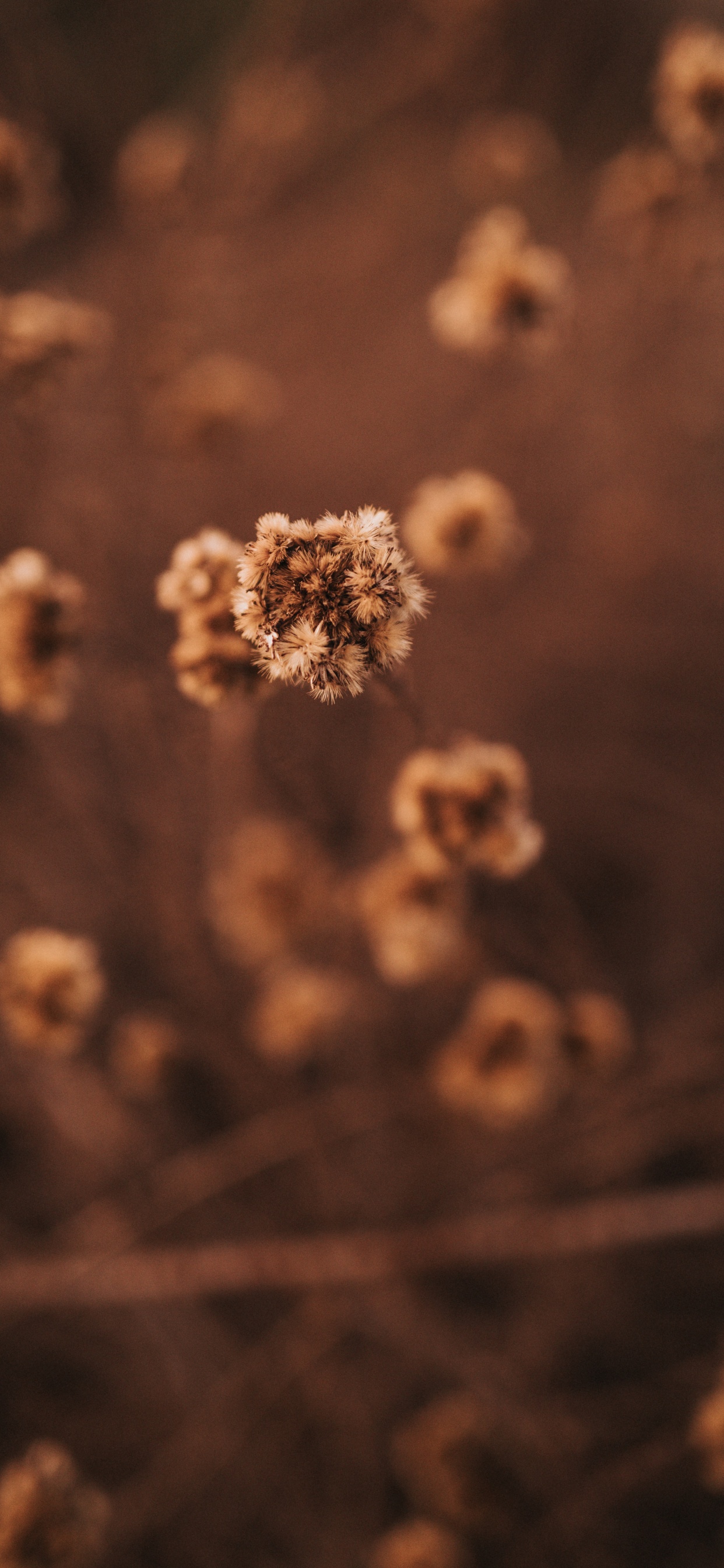 Weißes Und Braunes Florales Textil. Wallpaper in 1242x2688 Resolution