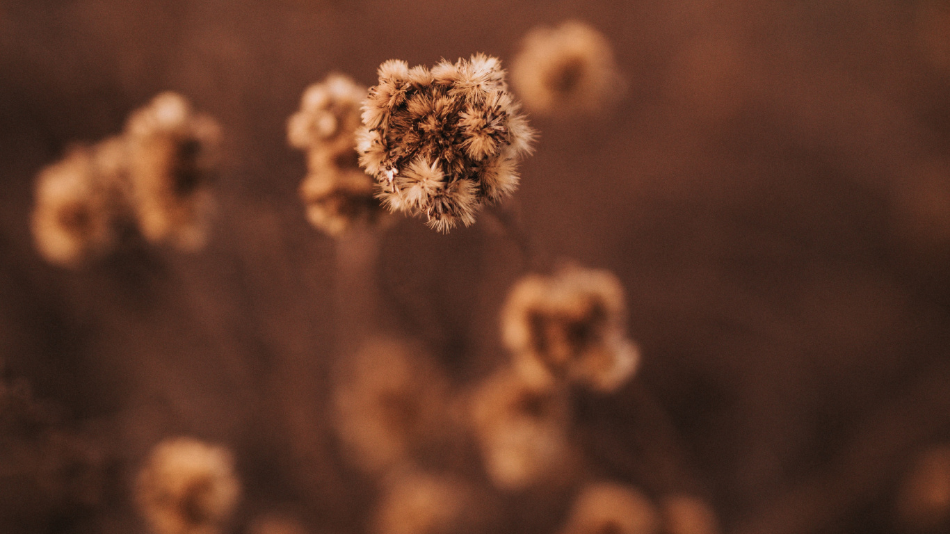 Weißes Und Braunes Florales Textil. Wallpaper in 1366x768 Resolution