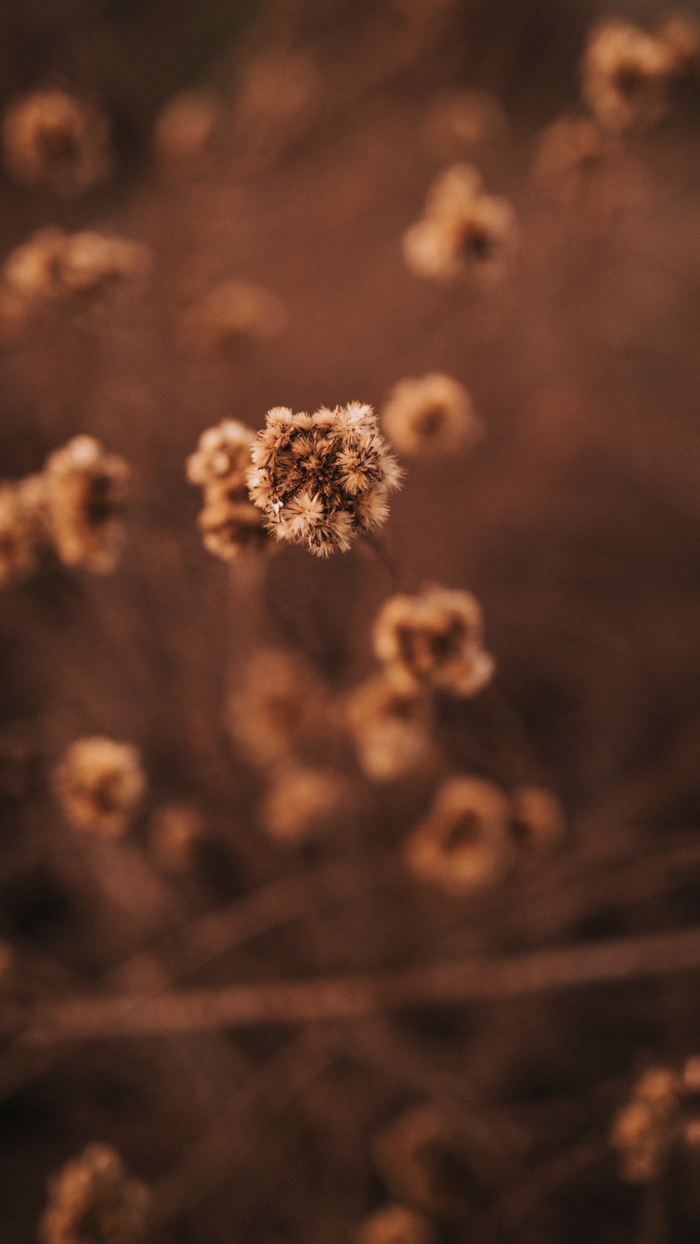 Weißes Und Braunes Florales Textil. Wallpaper in 1440x2560 Resolution