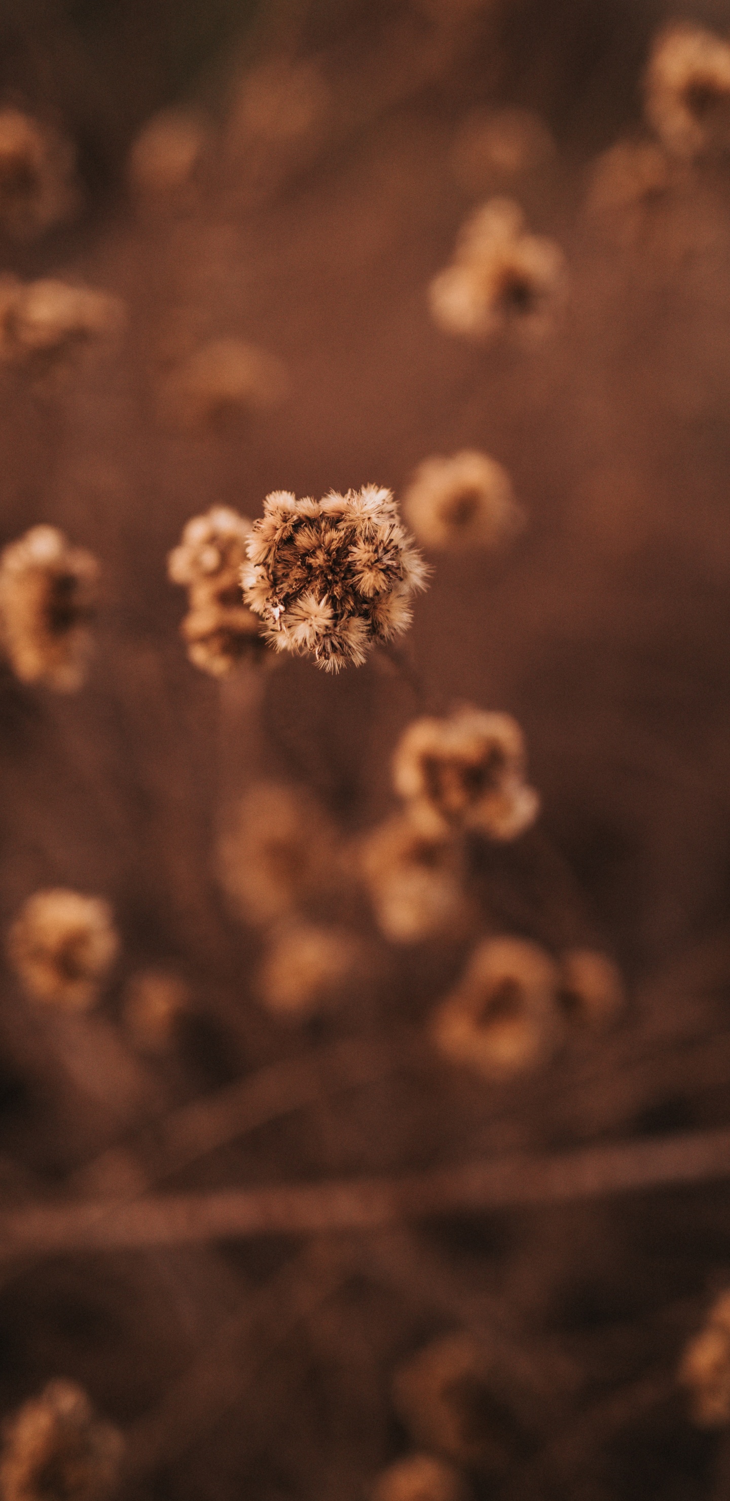 White and Brown Floral Textile. Wallpaper in 1440x2960 Resolution