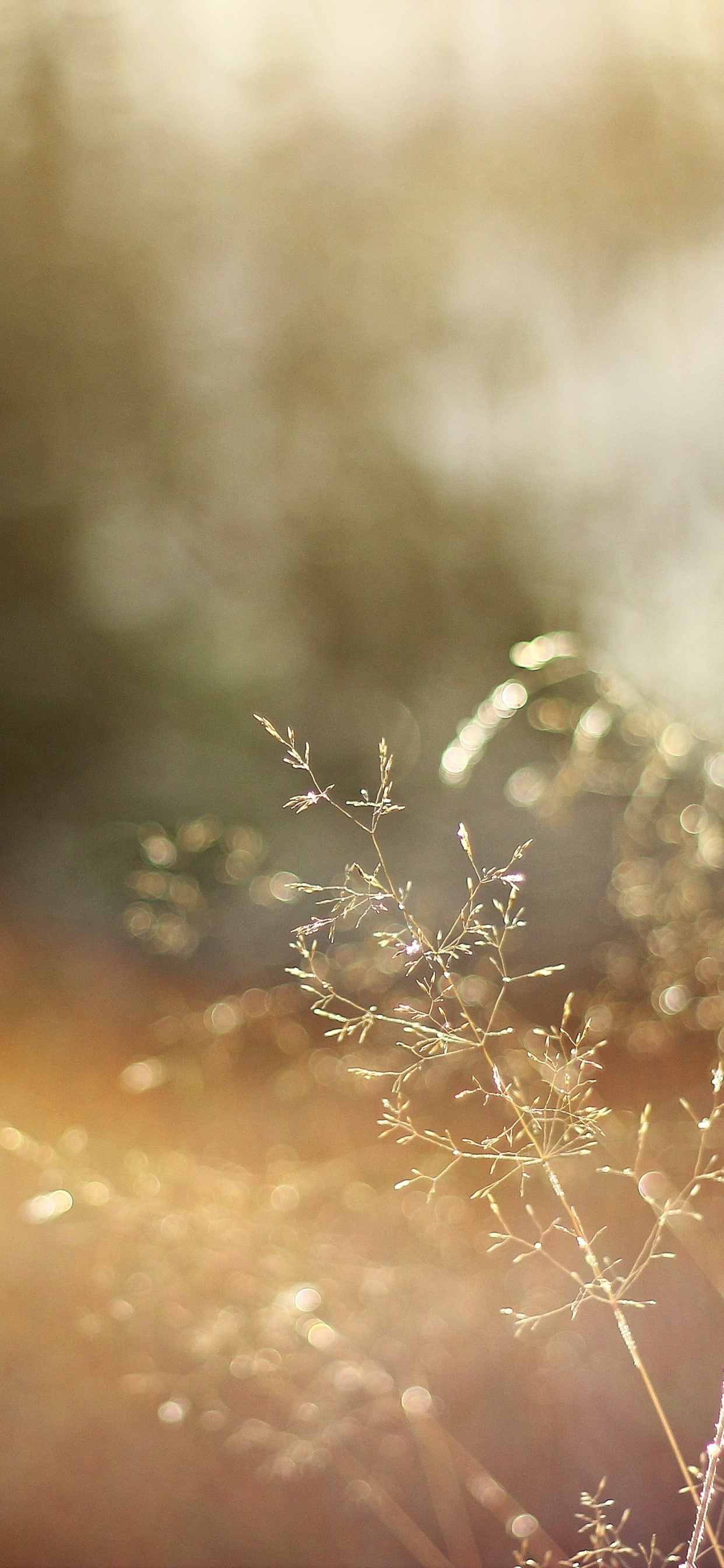 White Flowers in Tilt Shift Lens. Wallpaper in 1242x2688 Resolution