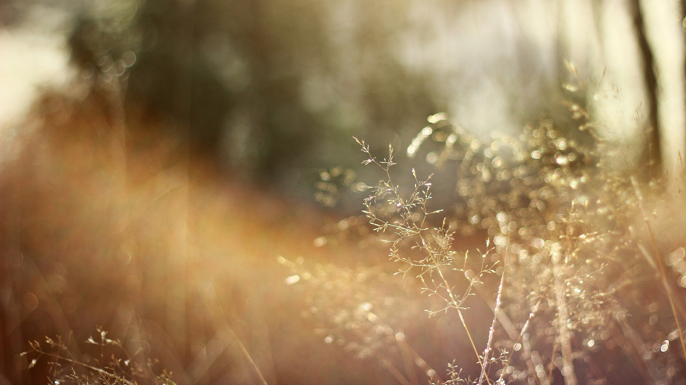 White Flowers in Tilt Shift Lens. Wallpaper in 1366x768 Resolution