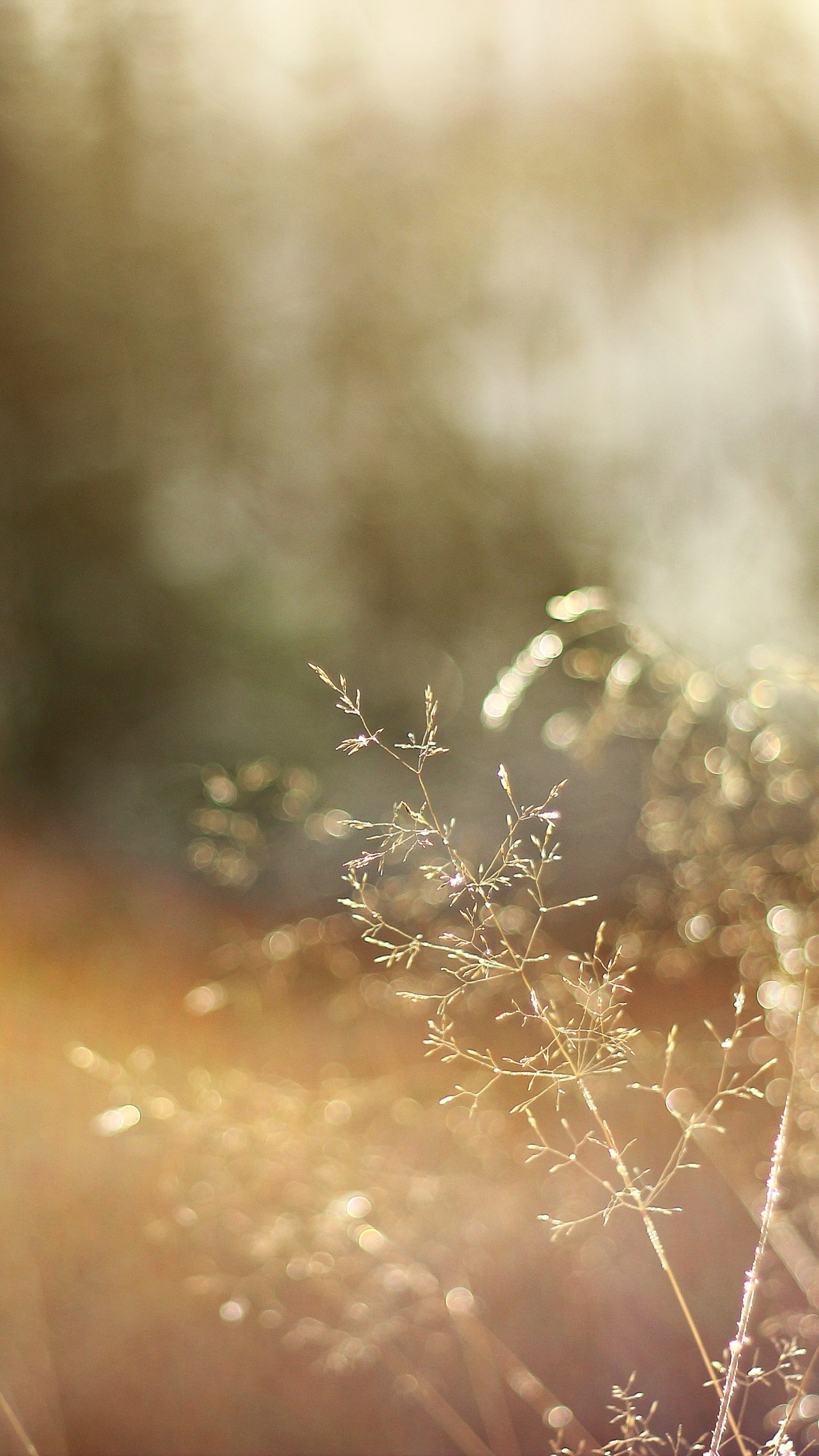White Flowers in Tilt Shift Lens. Wallpaper in 1440x2560 Resolution