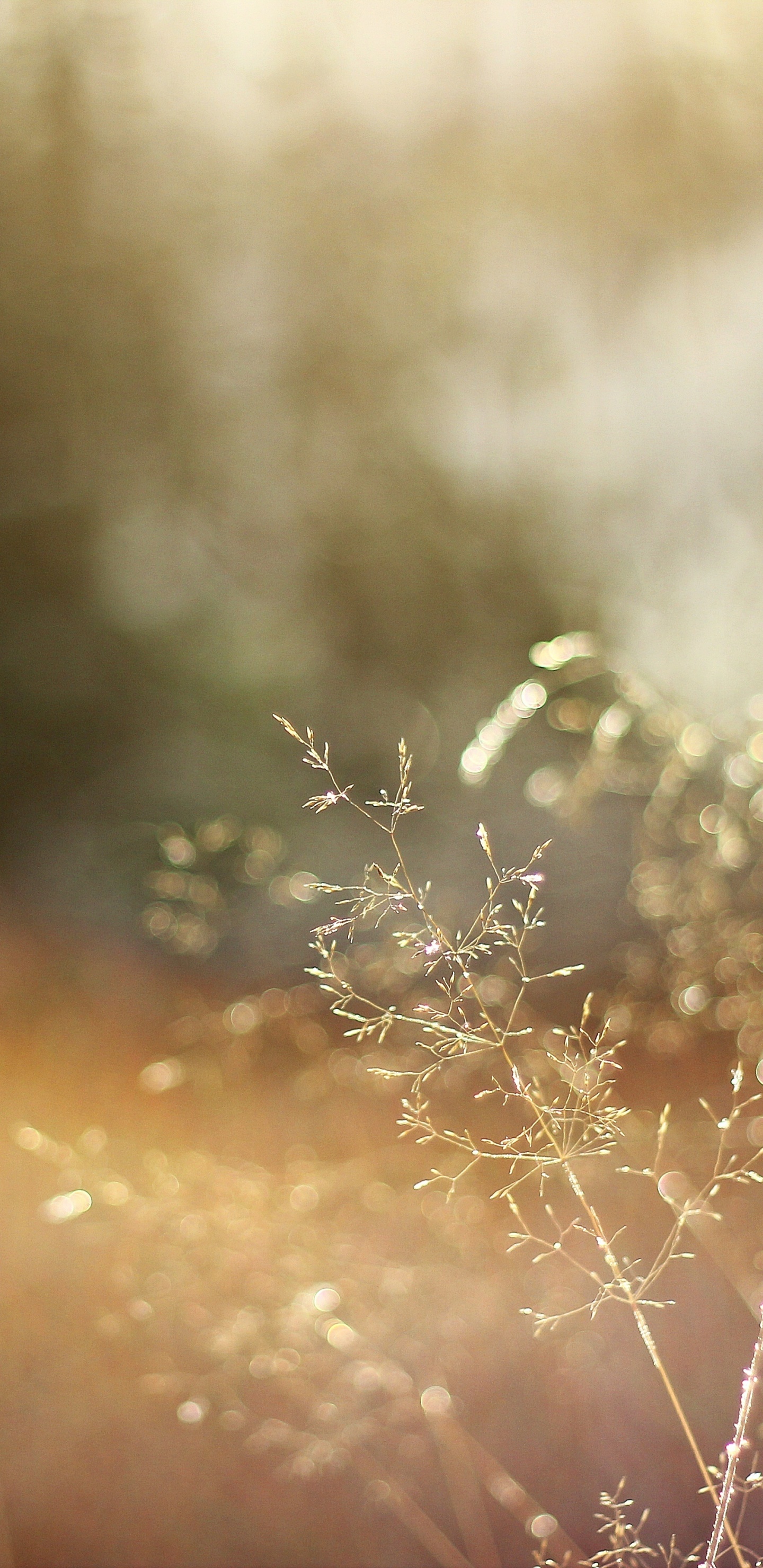 White Flowers in Tilt Shift Lens. Wallpaper in 1440x2960 Resolution