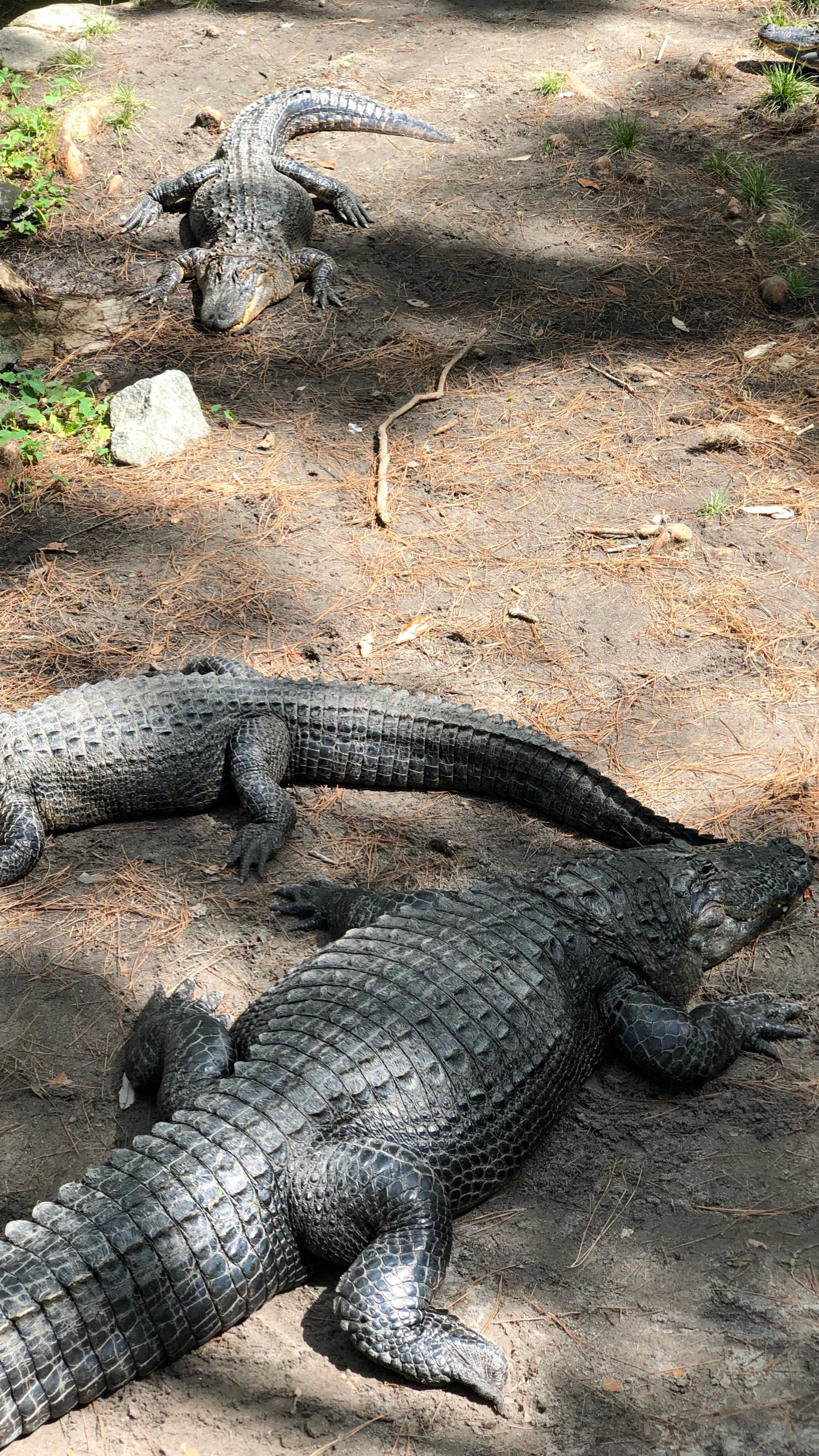 Alligator Américain, Crocodile du Nil, Crocodile, American, Nature. Wallpaper in 1440x2560 Resolution