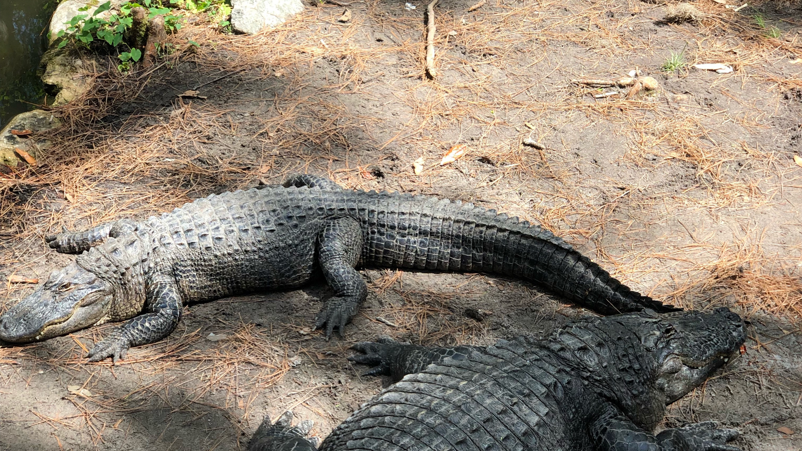 Alligator Américain, Crocodile du Nil, Crocodile, American, Nature. Wallpaper in 2560x1440 Resolution