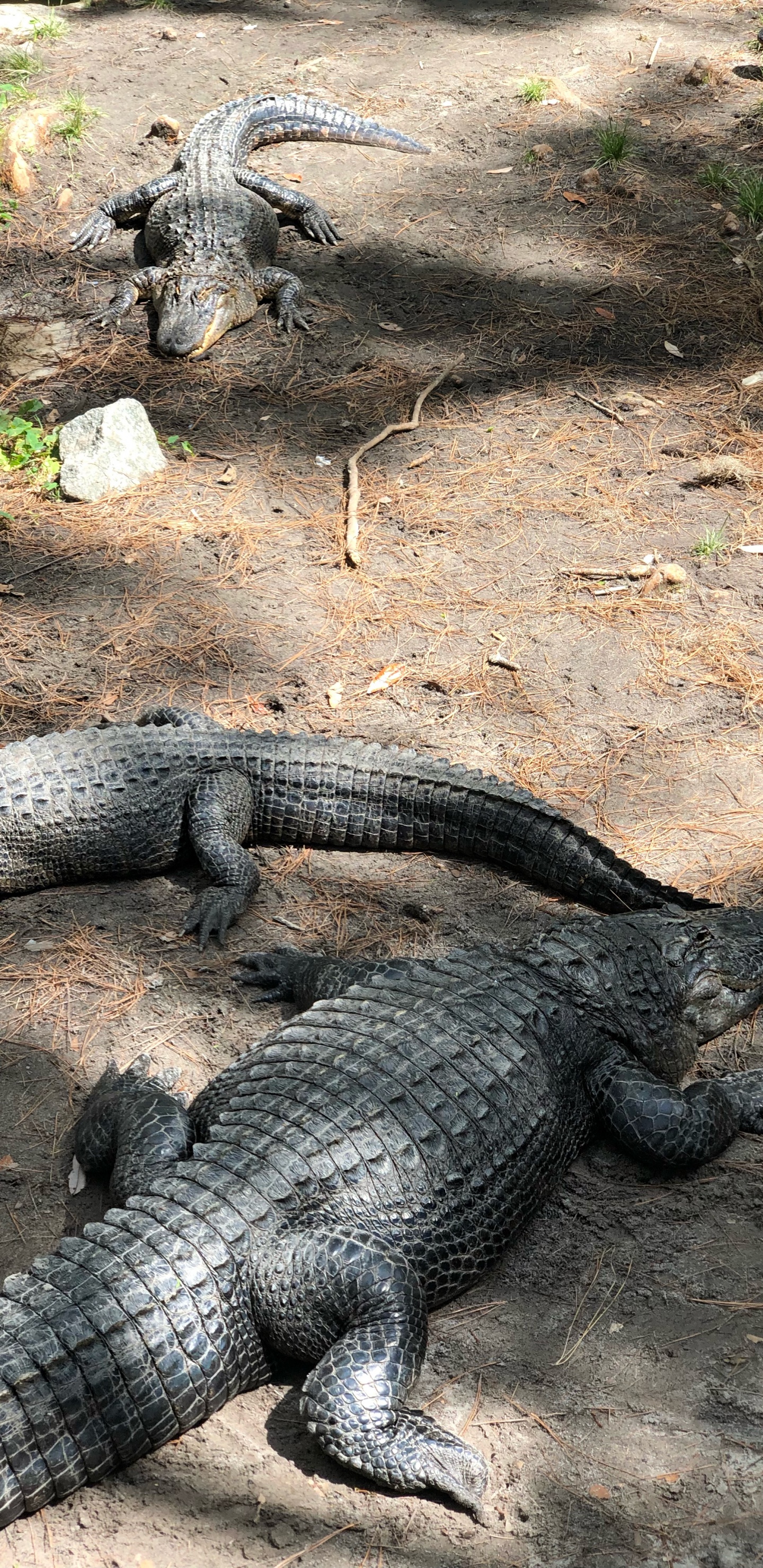 Amerikanischer Alligator, NiL Krokodil, Crocodile, American, Natur. Wallpaper in 1440x2960 Resolution