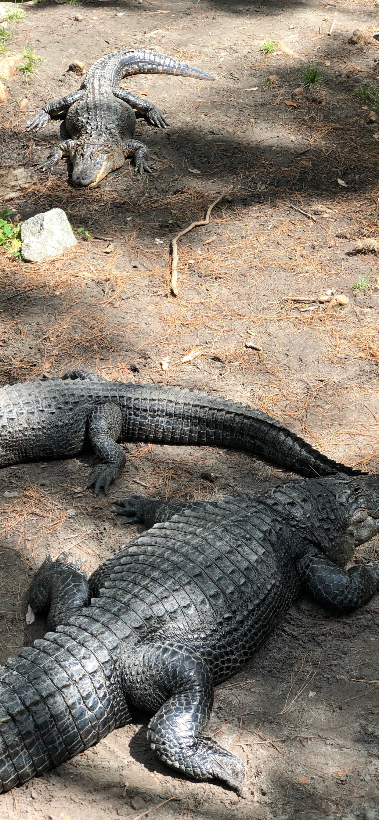 Crocodile, American Alligator, Nile Crocodile, Crocodiles, Americans. Wallpaper in 1242x2688 Resolution