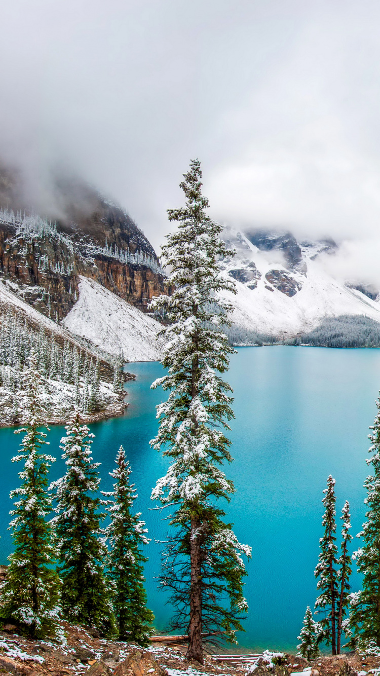 Green Pine Trees Near Lake During Daytime. Wallpaper in 750x1334 Resolution